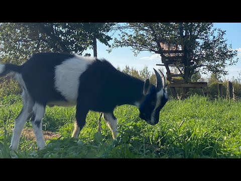 Видео: Деревенский влог / один день в деревне 🌸