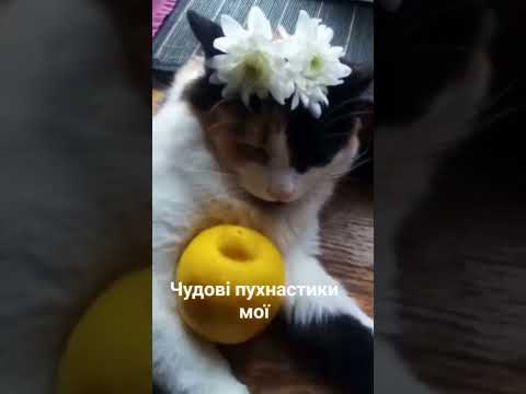 Видео: My wonderful fuzzies//мої чудові пухнастики