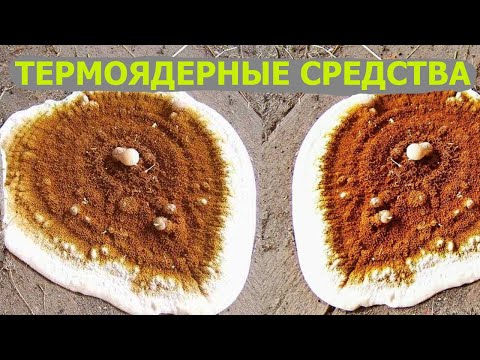 Видео: Серпула плачущая, белый домовой грибок, сверхмощные методы борьбы.