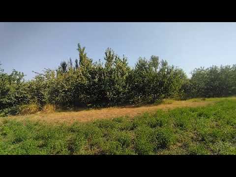 Видео: Классикалык гилас бак кантип буталат