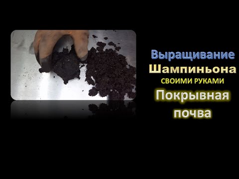 Видео: 🌿 Выращивания шампиньона часть 8. Покрывная почва #DENLife