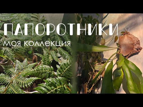 Видео: Моя коллекция комнатных растений: Папоротники.