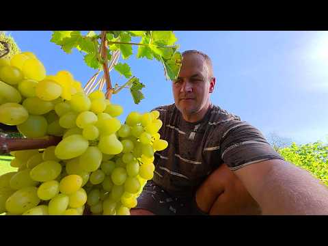 Видео: 🔴🔴ВСЁ Созрело, Почти. Кусты Винограда Готовим к Зиме