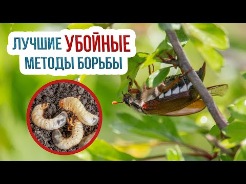 Видео: Как бороться с майским жуком? Как уничтожить личинку майского жука