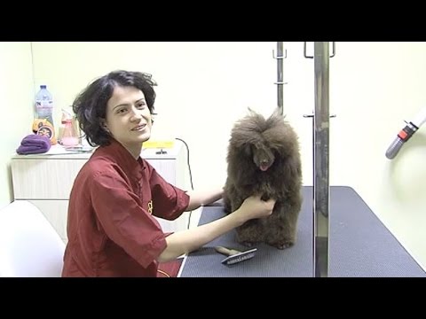 Видео: "Знаете ли как" - Гергана Тончева груминг специалист - 22.08.2015