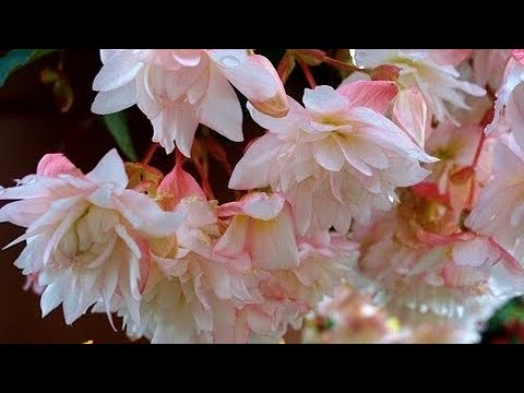 Видео: ЧАСТЬ ВТОРАЯ.🌺ОБЗОР ЧЕРЕНКОВ БЕГОНИИ🌺!ОСТАТКИ СЛАДКИ!‼️