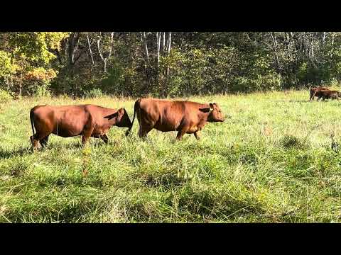 Видео: Подготовка к зиме и здоровье пастбищ: жизнь на восстанавливающейся ферме.