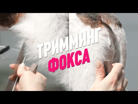 Видео: ТРИММИНГ ФОКСА / ФОКСТЕРЬЕР / GROOM SCHOOL