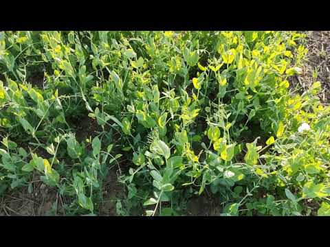 Видео: зимующий и яровой горох, состояние на 13.05.21