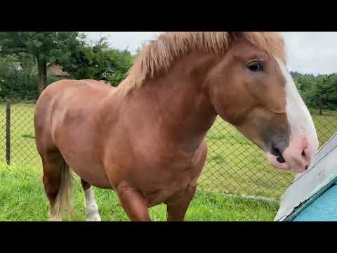 Видео: Новоолександріївські коні 🐴