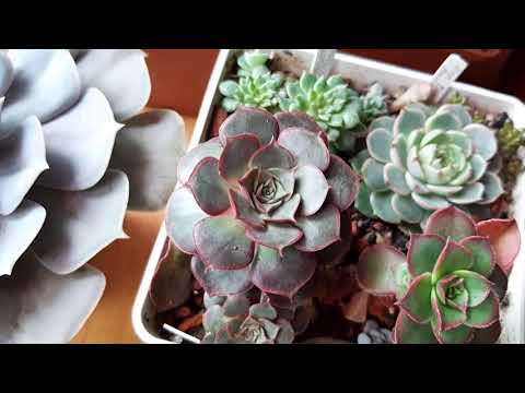 Видео: Почему суккуленты меняют цветовые оттенки
