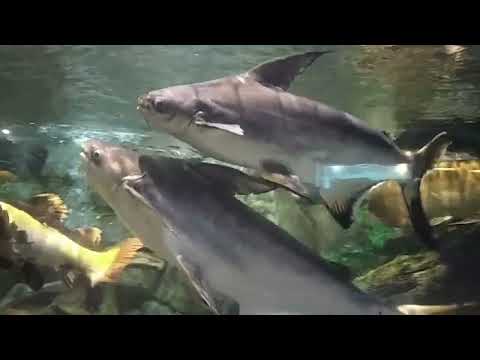 Видео: Sochi Discovery World Aquarium, Адлер аквариум