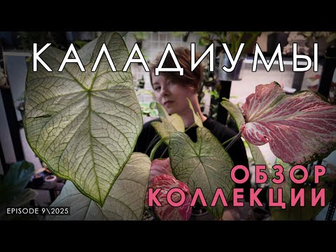 Видео: Растения которых НЕ СТОИТ БОЯТЬСЯ | Каладиумы | МОЯ небольшая КОЛЛЕКЦИЯ