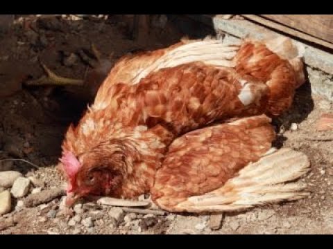 Видео: Болезни кур: симптомы, профилактика, лечение.