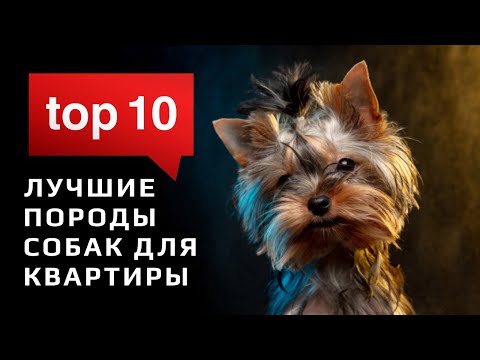 Видео: ТОП 10 Лучшие породы собак для квартиры