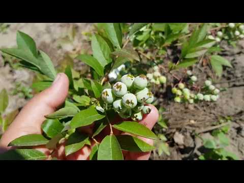 Видео: Голубика жару без этого не переживет.