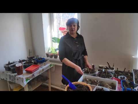 Видео: Георгины на проращивание в феврале