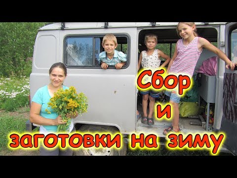 Видео: Заготовки. Сбор смородины, крапивы, клубники, пижмы, Иван-чая. (07.17г.) Семья Бровченко.