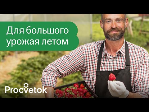 Видео: ПЕРВАЯ ОБРАБОТКА И ПОДКОРМКА КЛУБНИКИ ВЕСНОЙ, от которых зависит будущий урожай!
