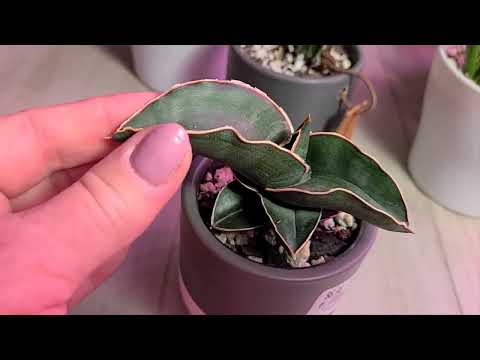 Видео: Overview my sansevierias (Обзор моих сансеверий)