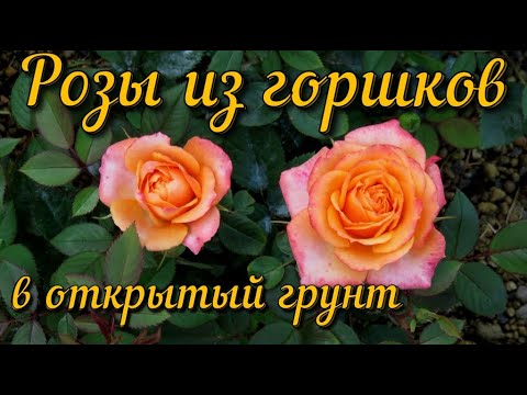 Видео: 🌹Роза  из горшка  в открытый грунт🌹 Роза Кордана 🌹Rosa Cordan garden