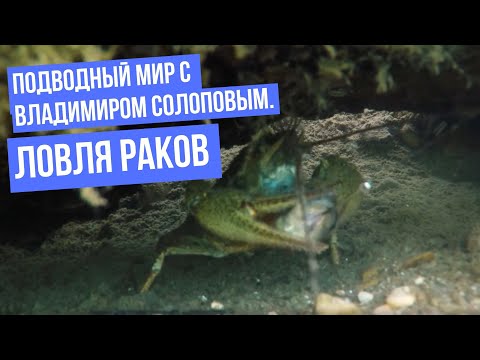 Видео: Ловля раков \ Подводный мир с Владимиром Солоповым