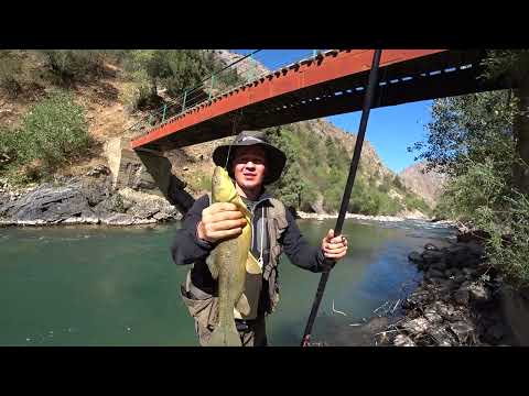 Видео: Крупная маринка Рыбалка Узбекистан