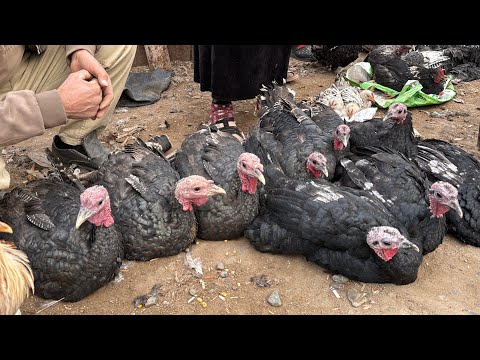 Видео: 26 октября 2025 г. ТУРТКУЛЬ ТОВУК БОЗОР НАРХЛАРИ