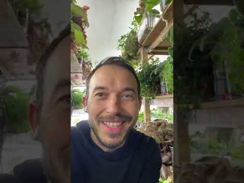 Видео: Субстрат для стрептокарпусов