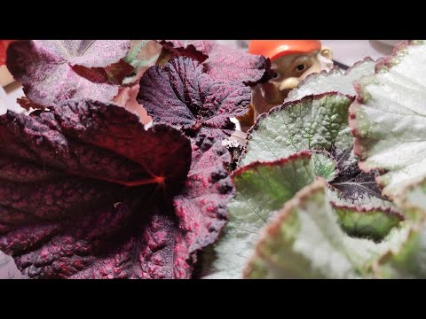 Видео: 17.02.22 Мои Бегонии обзор