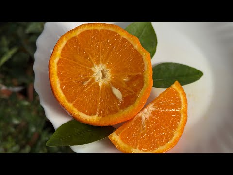 Видео: Тангор "Ортаник" / Tangor "Оrtanique" 🍊