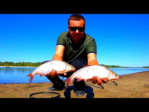 Видео: Зачётный Рыбец и Лещ на Реке РЫБАЛКА с НОЧЁВКОЙ