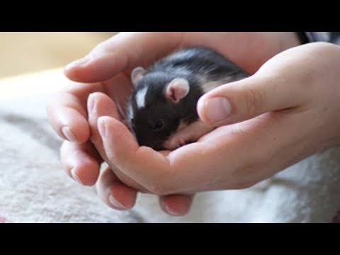 Видео: Как приручить крысу?  Почему пищат крысы?