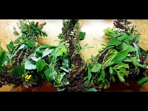 Видео: ТРАВЫ И ВЕТКИ ДЛЯ ПОПУГАЕВ НА ЗИМУ! ЗАГОТОВКА НА ВСЮ СТАЮ!