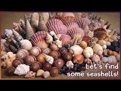 Видео: Поиск ракушек в заливе Херви | Огромный улов мангровых деревьев #сбор ракушек #ракушки