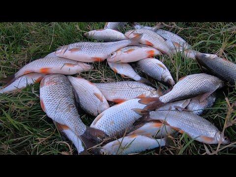 Видео: Крупная ПЛОТВА прёт на фидер! Секреты ловли рыбы в ноябре !Рыбалка на Днестре.