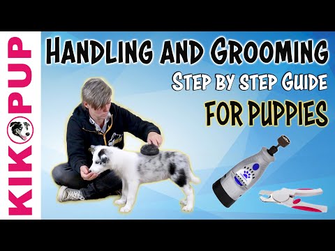 Видео: Уход и уход за ЩЕНКАМИ - Пошаговое руководство