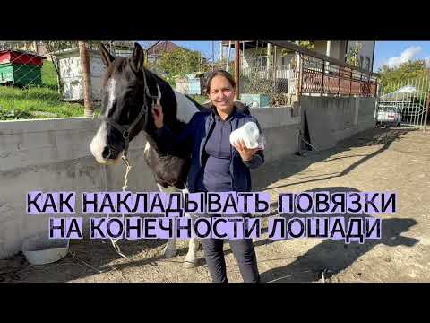 Видео: Как наложить повязки на конечности лошади