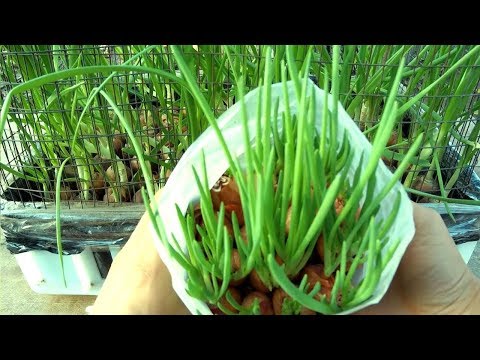 Видео: ЛУК НА ЗЕЛЕНЬ ПЕРО ЛУЧШИЙ СПОСОБ