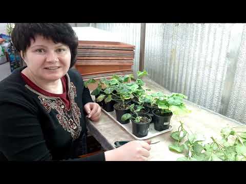 Видео: Как прошла адаптация.Черенки с НОВЫХ ПЕЛАРГОНИЙ. Красный вермикулит.