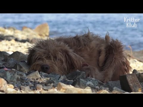 Видео: На необитаемом острове найдены две собаки | Животное в кризис EP17