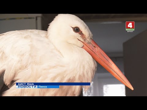 Видео: АИСТ ЯША