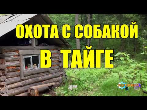 Видео: ТАЙГА ЗЛОДЕЙКА