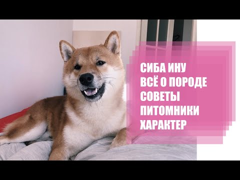 Видео: Cиба-ину (Shiba Inu). Как выбрать щенка, питомники и другие советы (Часть 2)