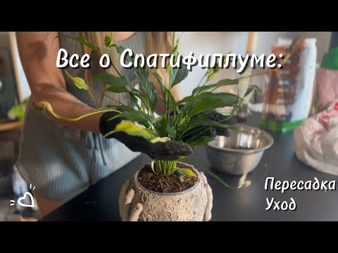 Видео: Пересадка Спатифиллума наглядно, мой опыт ухода 🌿