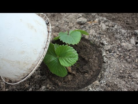 Видео: Самый успешный способ посадки рассады  Приживается всё!