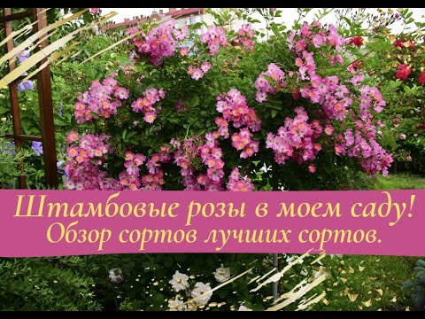 Видео: Штамбовые розы в моем саду! Обзор лучших сортов.