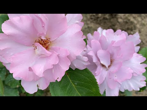 Видео: ЦВЕТЕНИЕ РОЗ 2024🌹❤️🥰. НЕМНОГО ЖАЛЬ…🥺🥺🥺🌹🌹🌹