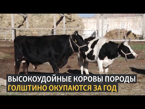 Видео: Высокоудойные коровы породы Голштино окупаются за год