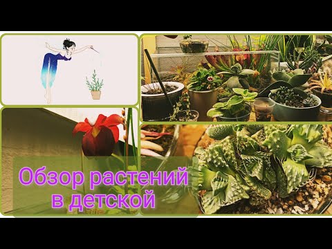 Видео: Обзор растений в детской ( часть 1)